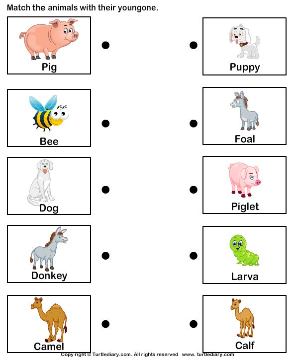 Farm Animal Matching Cards â Jerusalem House