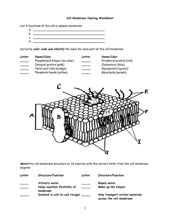 Printables  Cell Membrane Coloring Worksheet  Lemonlilyfestival