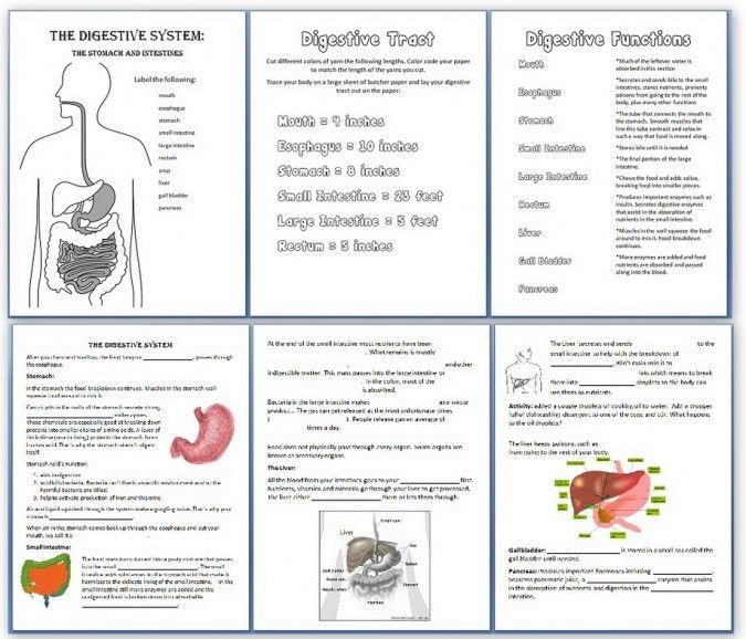 Food Digestion Worksheets
