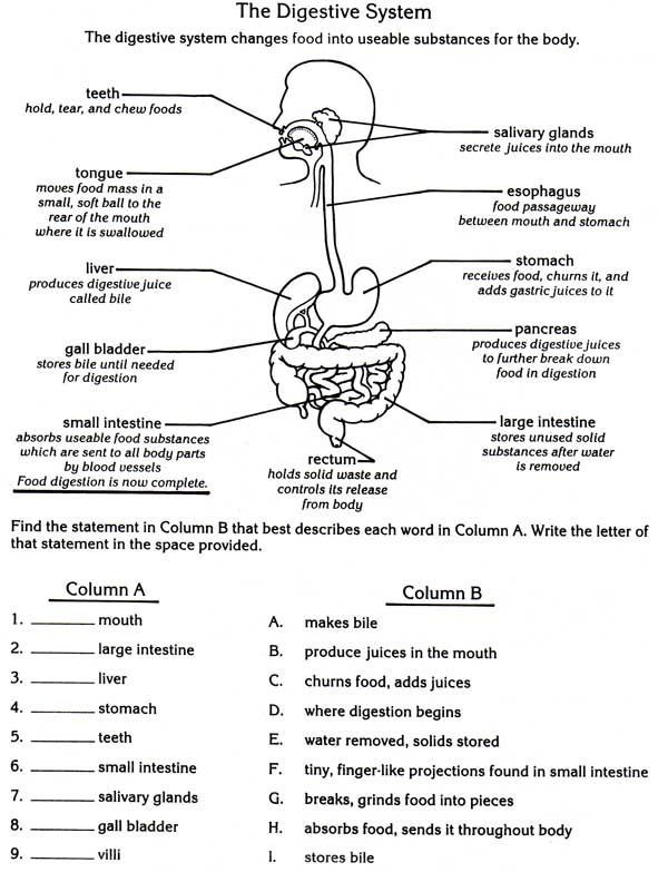 Digestive System