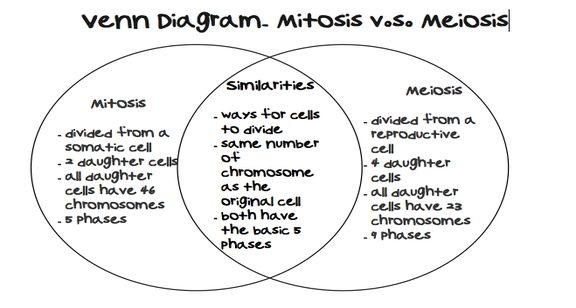 Image Result For Meiosis Worksheet Answer Key