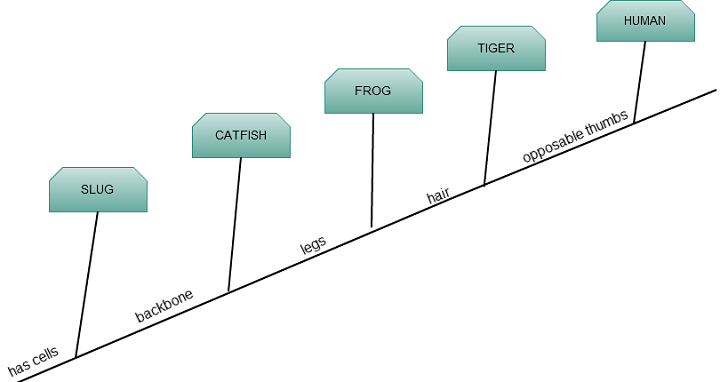 Cladogram
