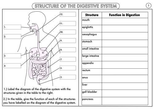 Digestive System Middle School Worksheets Extraordinary Digestive