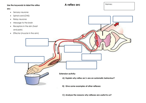 Reflex Arc Worksheet Docx