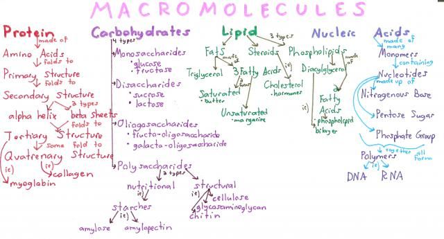 Macromolecule Overview Concept Map