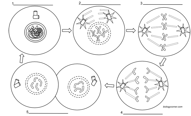 Cell Cycle And Mitosis Coloring Worksheet Answer Key