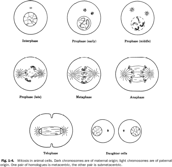 Stages Of Mitosis Worksheet