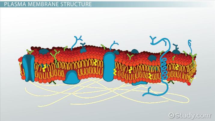 Plasma Membrane Of A Cell  Definition, Function & Structure
