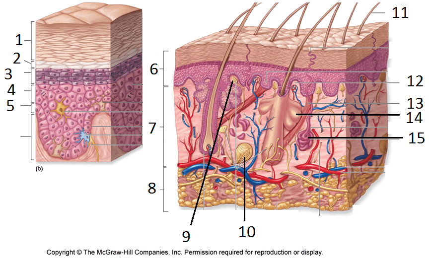 Structures Of Skin