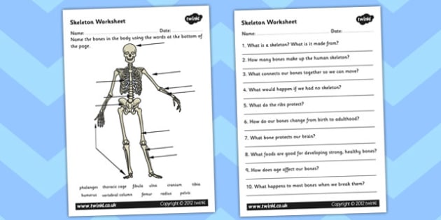 Skeleton Worksheet Scientific Names