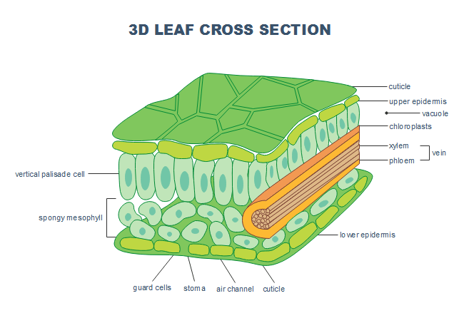 Free 3d Leaf Cross Section Templates