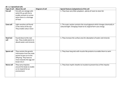 B2 1 3 Task Specialised Cells Worksheet Docx