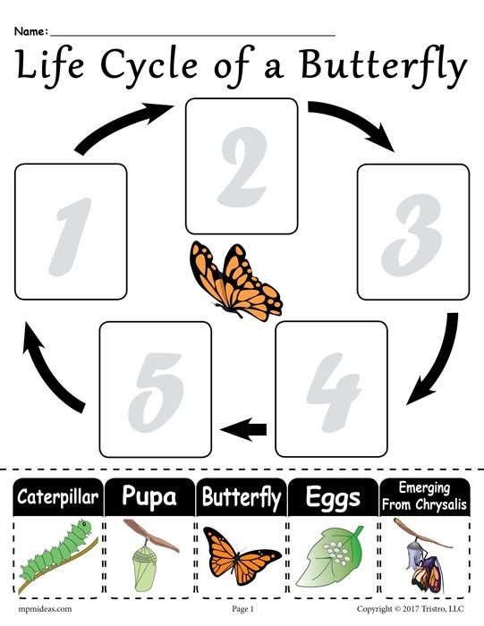 Life Cycle Of A Butterfly  Free Printable Worksheet