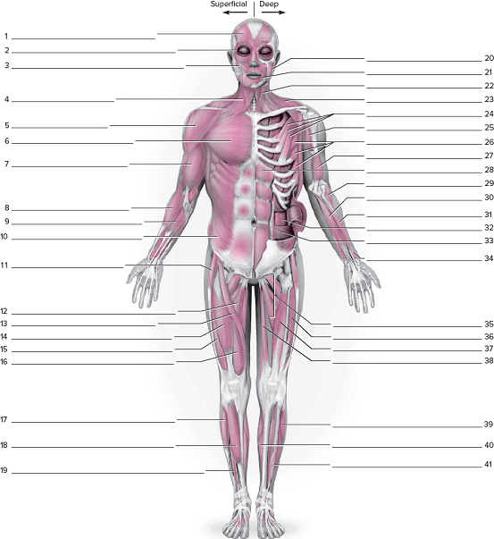 Anterior Muscular System Worksheeton The Posterior Musc