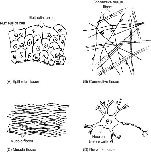 4 Types Of Tissue, With  Coloring Page  Type Graphic