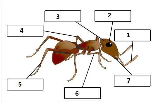 Pin By Dora Alfaro On Ants