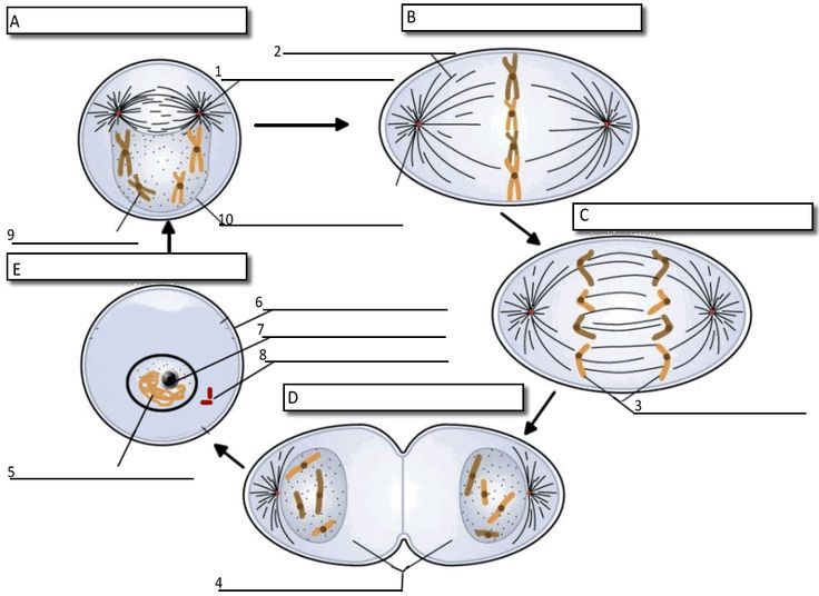 Activity  Label Each Phase Of Mitosis And The Important Parts Of