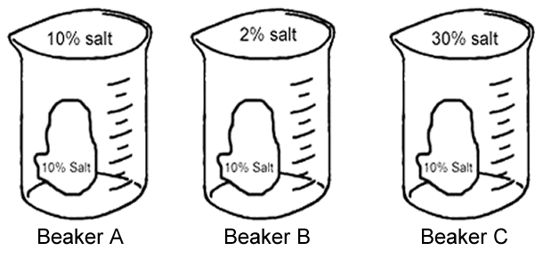 Osmosis Worksheet