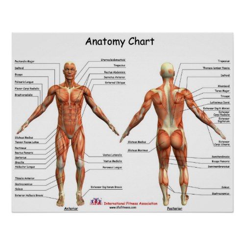 Printable Human Muscular System Muscles