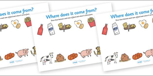 Where Does Food Come From Worksheet