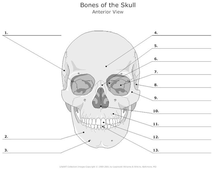 Empty Skull Bone Diagram