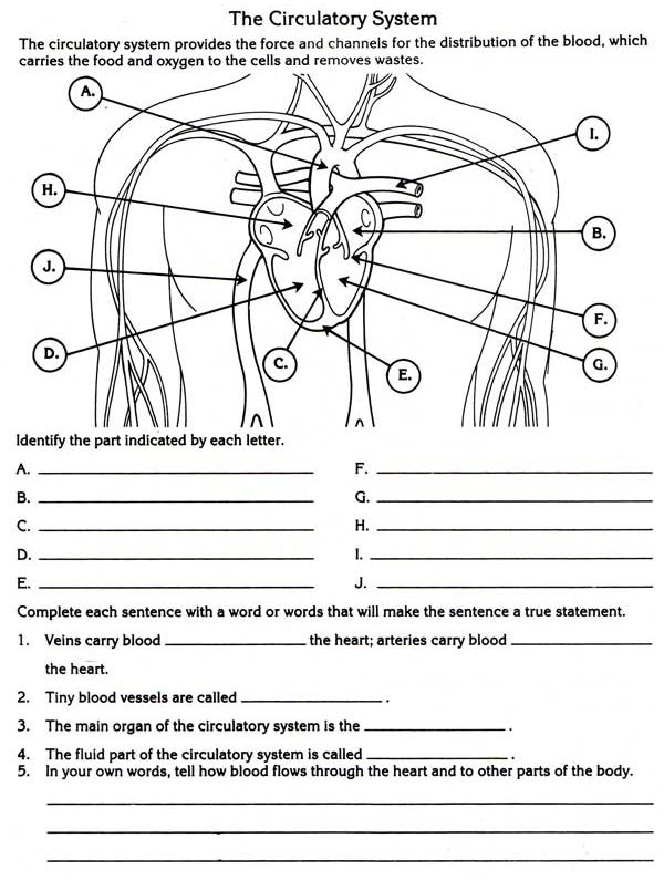 Circulatory System Diagram Worksheet