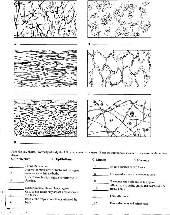 Tissue Worksheet, W1