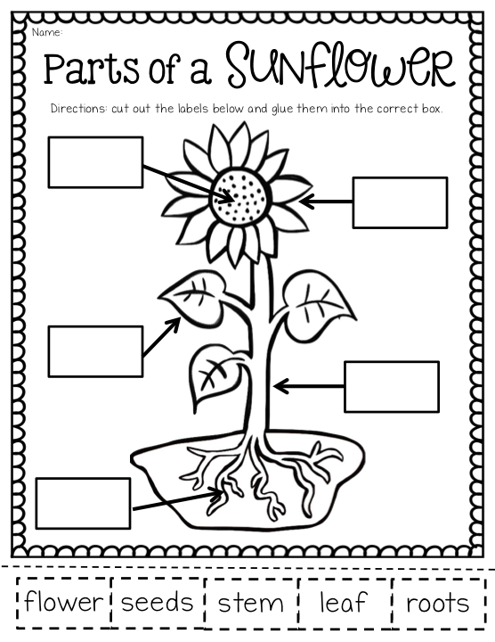 Ship Shape First Grade  The May Packet (and Freebies