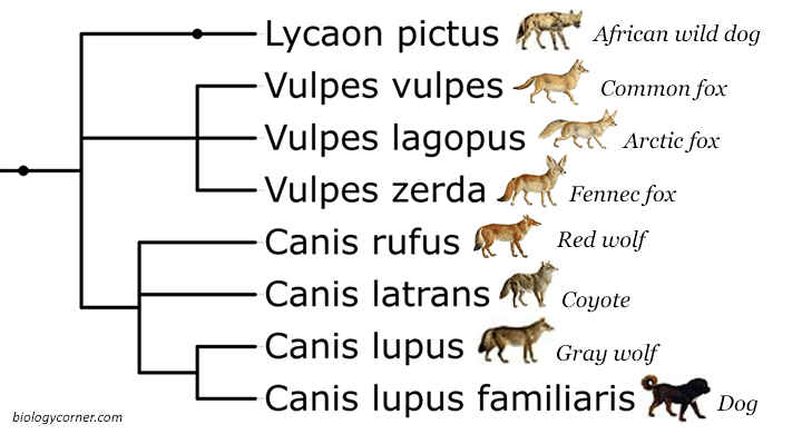 Phylogenetic Tree â Canines