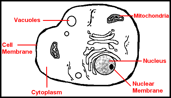 Cell Parts Worksheet