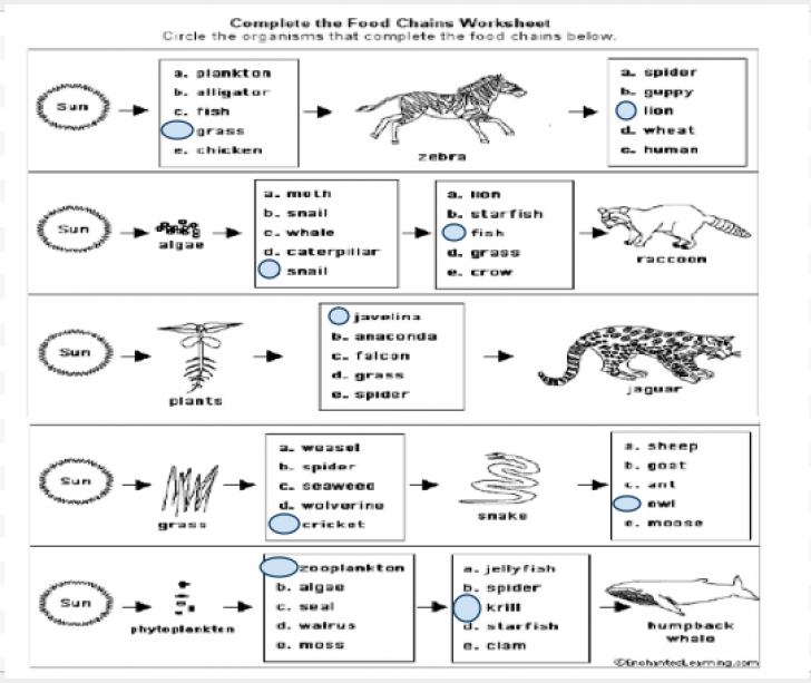 Food Chains And Food Webs Worksheet Answers
