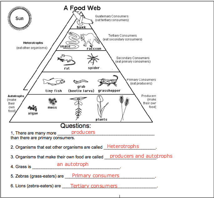 Food Chains And Food Webs Worksheet Answers
