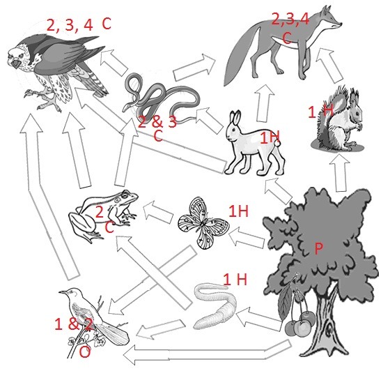 Food Web Label Key