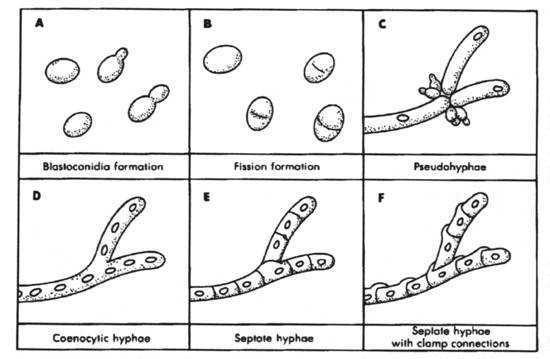 Fungi Coloring Worksheet Key