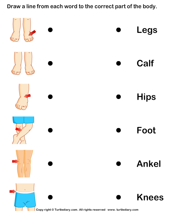 Human Parts Of The Body Worksheet