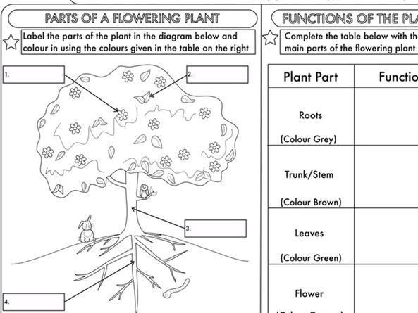 Year 3 Science  Plants Topic Worksheets By Beckystoke
