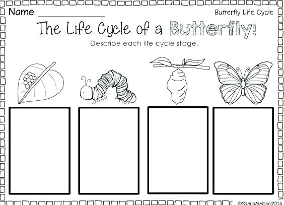 Life Cycle Of A Butterfly Worksheets Butterfly Life Cycle Diagram