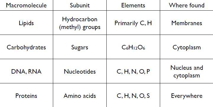 Macromolecule Chart The Image Kid Has It Sand Tray Table