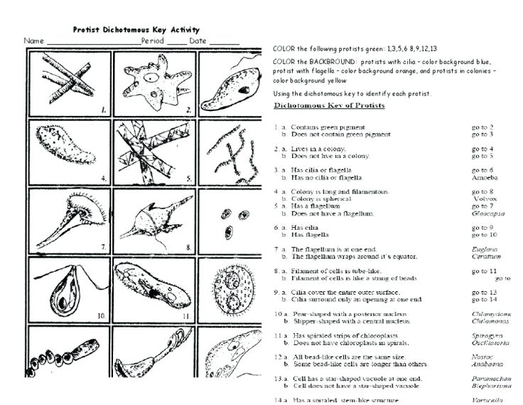 Middle School Classification Worksheet Middle School