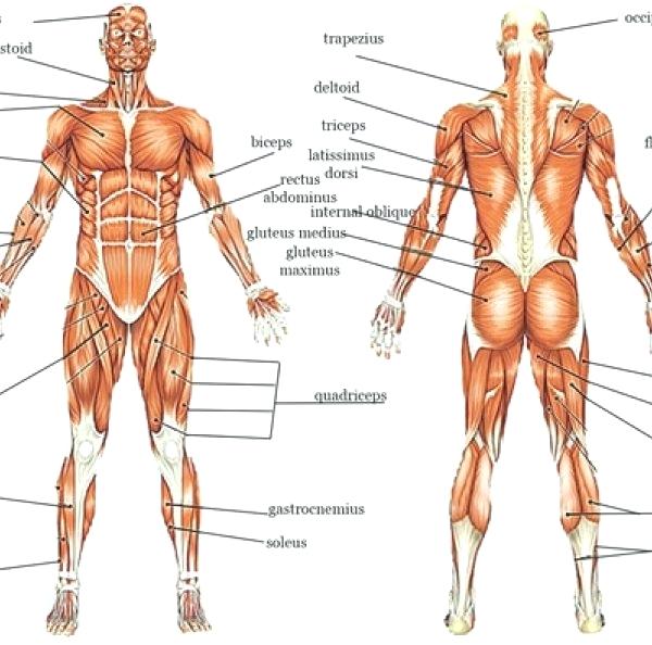 Muscle Labeling Worksheets â Odmartlifestyle Com