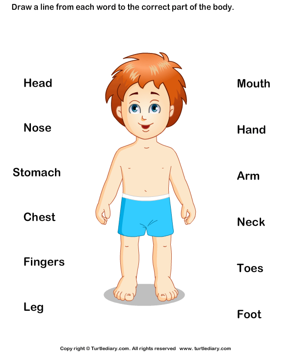 Parts Of Human Body Worksheet