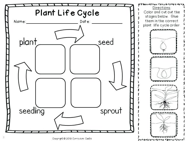 Plant Life Cycle Worksheet Kindergarten Download Them And Try To