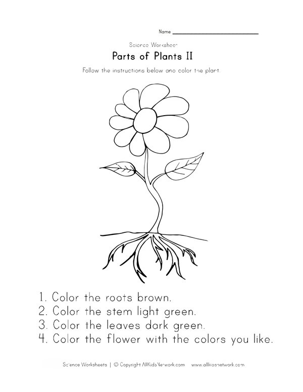 Parts Of A Plant Worksheet