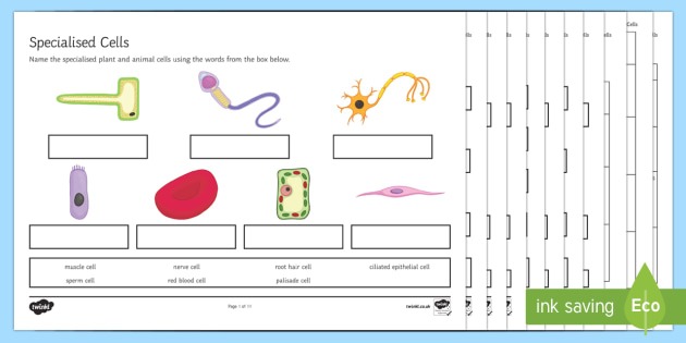 Ks3 Specialised Cells Worksheet   Worksheets
