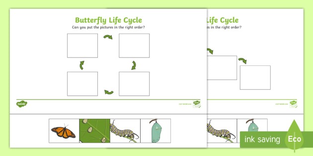 Minibeasts Life Cycle Of A Butterfly Printables