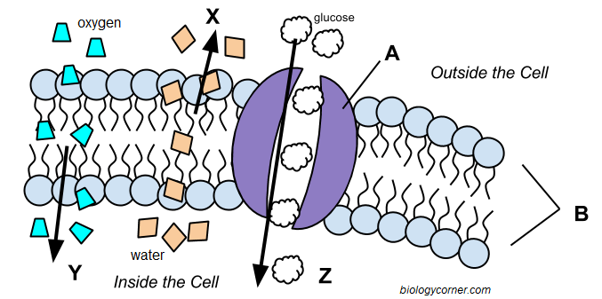 Cell Membrane And Transport