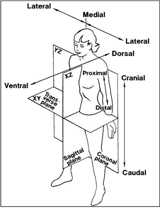 Worksheets For Naming Anatomy