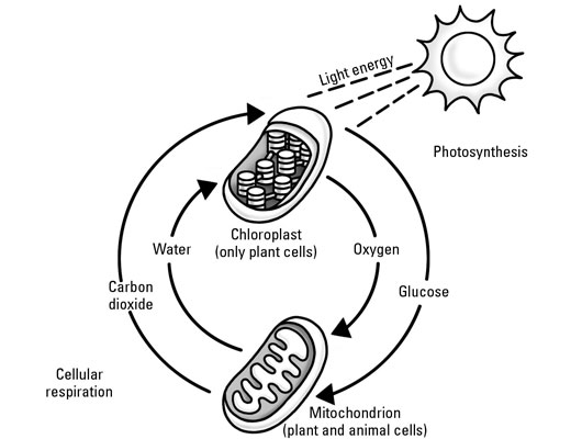 What Are Photosynthesis And Respiration