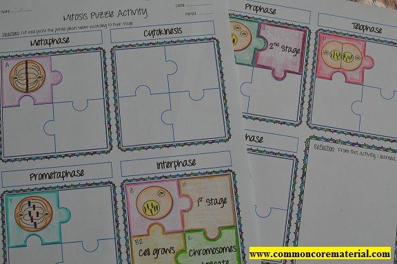 Mitosis Puzzle Activity
