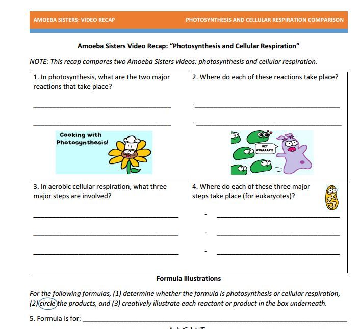 Photosynthesis Handout Made By The Amoeba Sisters  Click To Visit